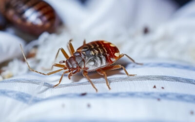 How to Spot Bed Bug Signs Early (Before It Gets Worse)