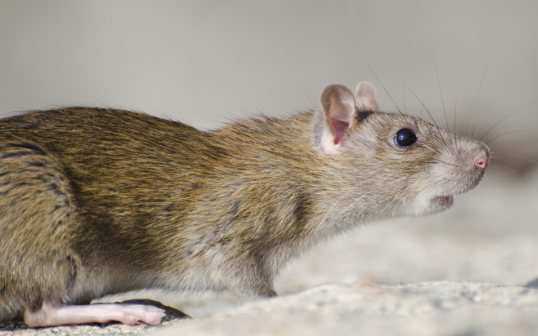 rat control