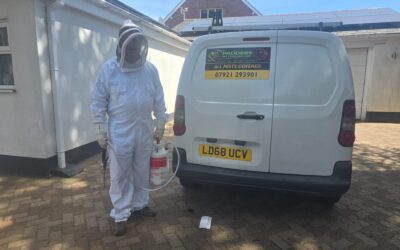 Successful Domestic Wasp Control in Torquay